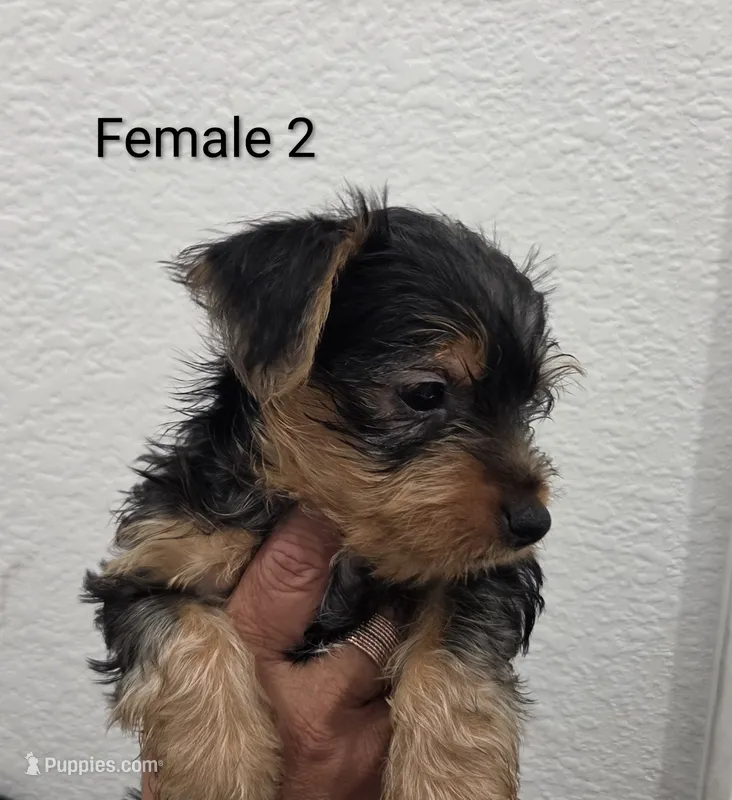 Yorkie Female 2 – Yorkshire Terrier puppy for sale in Fontana, CA