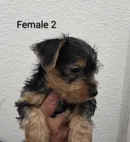 Yorkie Female 2, a female Yorkshire Terrier for sale in Fontana, CA – 1 of 2