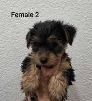 Yorkie Female 2, a female Yorkshire Terrier for sale in Fontana, CA – 2 of 2