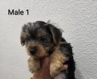 Yorkie Male 1, a male Yorkshire Terrier for sale in Fontana, CA – 2 of 2