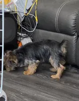 Male , a male Yorkshire Terrier for sale in Fontana, CA – 2 of 4