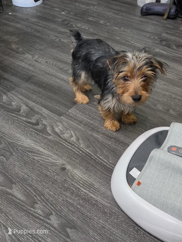 Male  – Yorkshire Terrier puppy for sale in Fontana, CA