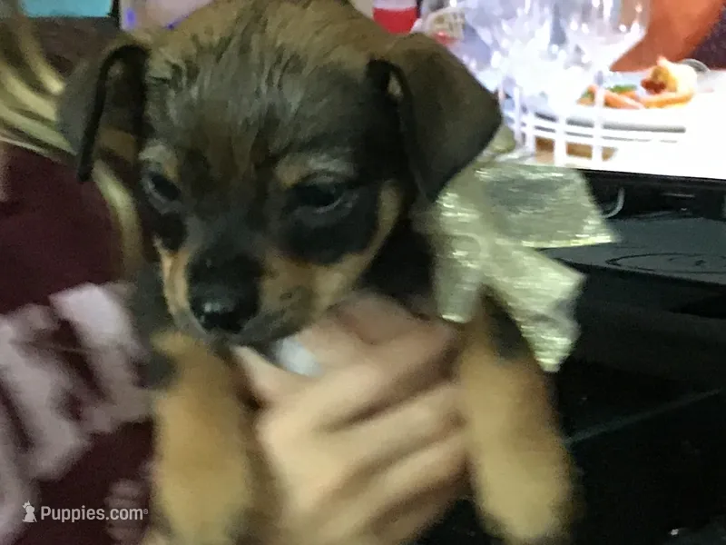 No name – Miniature Pinscher, Shih Tzu puppy for sale in Vancouver, WA