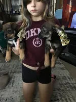 No name, a female Miniature Pinscher and Shih Tzu for sale in Vancouver, WA – 2 of 3