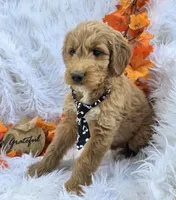 Duke, a male Goldendoodle for sale in Grabill, IN – Photo 2 of 4