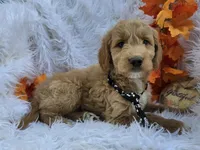 Duke, a male Goldendoodle for sale in Grabill, IN – Photo 3 of 4