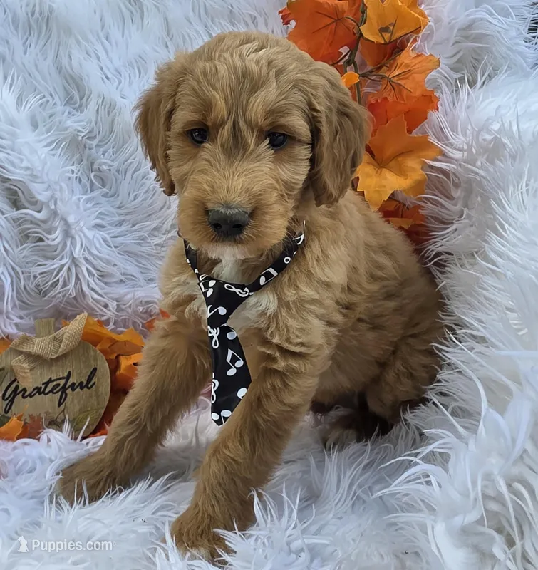 Duke, a male Goldendoodle for sale in Grabill, IN – Photo 1 of 4