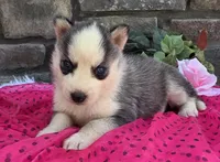 Sally, a female Alaskan Husky for sale in Grabill, IN – 3 of 4