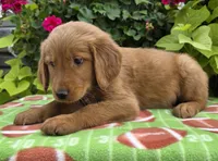 Scott, a male Golden Retriever for sale in Grabill, IN – Photo 3 of 4