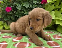 Scott, a male Golden Retriever for sale in Grabill, IN – Photo 4 of 4