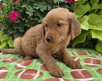 Scott, a male Golden Retriever for sale in Grabill, IN – Photo 2 of 4