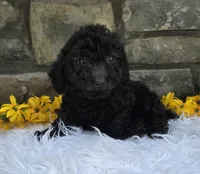 Oliver , a male Miniature Goldendoodle for sale in Grabill, IN – 4 of 4