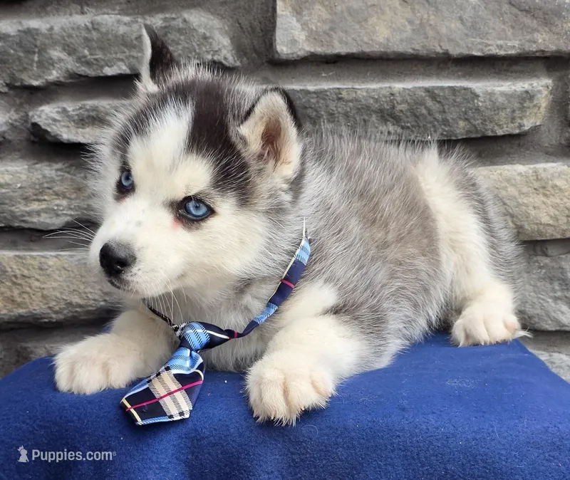 Mick – Siberian Husky puppy for sale in Grabill, IN