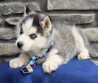 Mick, a male Siberian Husky for sale in Grabill, IN – Photo 1 of 4