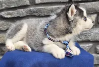 Mick, a male Siberian Husky for sale in Grabill, IN – Photo 4 of 4