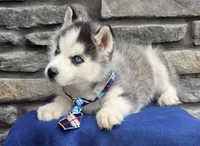 Mick, a male Siberian Husky for sale in Grabill, IN – Photo 2 of 4