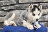 Mick, a male Siberian Husky for sale in Grabill, IN – Photo 3 of 4