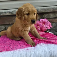 Lexi, a female Golden Retriever for sale in Grabill, IN – 4 of 4
