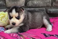 Sandy, a female Alaskan Husky for sale in Grabill, IN – 3 of 4