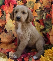 Dj, a male Goldendoodle for sale in Grabill, IN – Photo 3 of 4