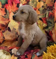 Dj, a male Goldendoodle for sale in Grabill, IN – Photo 4 of 4