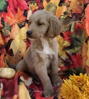 Dj, a male Goldendoodle for sale in Grabill, IN – Photo 2 of 4
