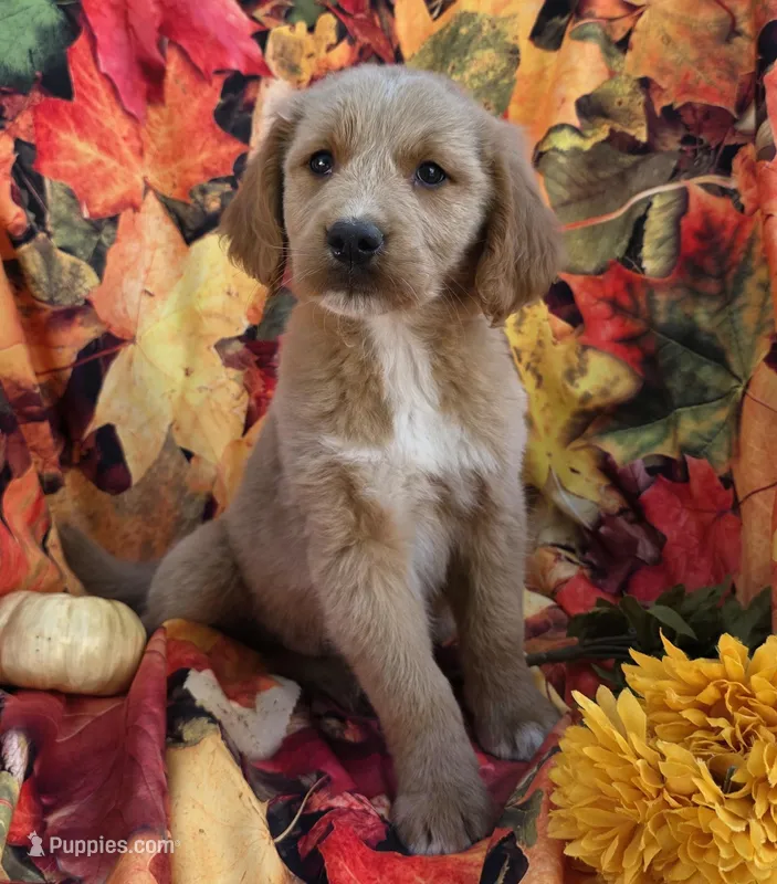 Dj, a male Goldendoodle for sale in Grabill, IN – Photo 1 of 4