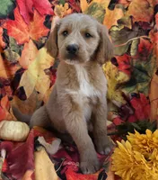Dj, a male Goldendoodle for sale in Grabill, IN – Photo 1 of 4