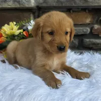 Rocky, a male Golden Retriever for sale in Grabill, IN – 1 of 4
