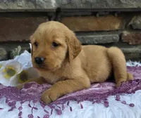 Rena , a female Golden Retriever for sale in Grabill, IN – 2 of 4