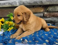 Logan, a male Golden Retriever for sale in Grabill, IN – 1 of 4