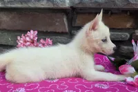 Sassy, a female Siberian Husky for sale in Grabill, IN – 2 of 3