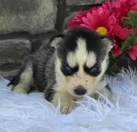 Sadie, a female Alaskan Husky for sale in Grabill, IN – 2 of 4