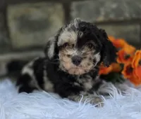 Oscar , a male Miniature Goldendoodle for sale in Grabill, IN – 2 of 4