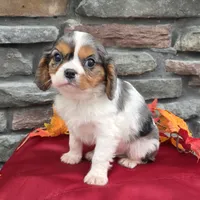 Chase, a male Cavalier King Charles Spaniel for sale in Grabill, IN – Photo 3 of 5
