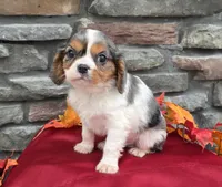 Chase, a male Cavalier King Charles Spaniel for sale in Grabill, IN – Photo 3 of 5