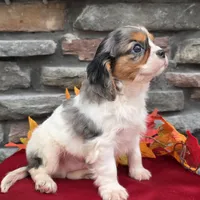 Chase, a male Cavalier King Charles Spaniel for sale in Grabill, IN – Photo 5 of 5