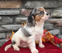 Chase, a male Cavalier King Charles Spaniel for sale in Grabill, IN – Photo 5 of 5