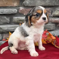 Chase, a male Cavalier King Charles Spaniel for sale in Grabill, IN – Photo 1 of 5