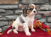 Chase, a male Cavalier King Charles Spaniel for sale in Grabill, IN – Photo 1 of 5