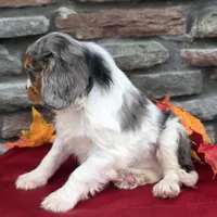 Chase, a male Cavalier King Charles Spaniel for sale in Grabill, IN – Photo 4 of 5
