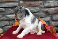 Chase, a male Cavalier King Charles Spaniel for sale in Grabill, IN – Photo 4 of 5