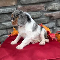 Chase, a male Cavalier King Charles Spaniel for sale in Grabill, IN – Photo 2 of 5