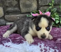 Savannah , a female Alaskan Husky for sale in Grabill, IN – 4 of 4