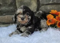 Oscar , a male Miniature Goldendoodle for sale in Grabill, IN – 1 of 4
