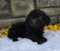 Oliver , a male Miniature Goldendoodle for sale in Grabill, IN – 3 of 4