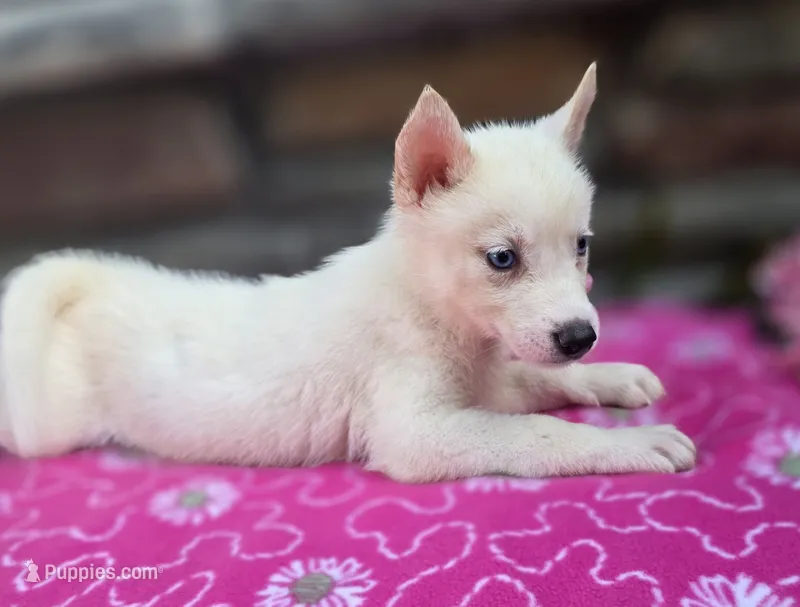 Sassy – Siberian Husky puppy for sale in Grabill, IN