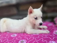 Sassy, a female Siberian Husky for sale in Grabill, IN – 1 of 3