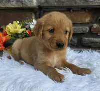 Rocky, a male Golden Retriever for sale in Grabill, IN – 3 of 4