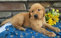 Logan, a male Golden Retriever for sale in Grabill, IN – 2 of 4